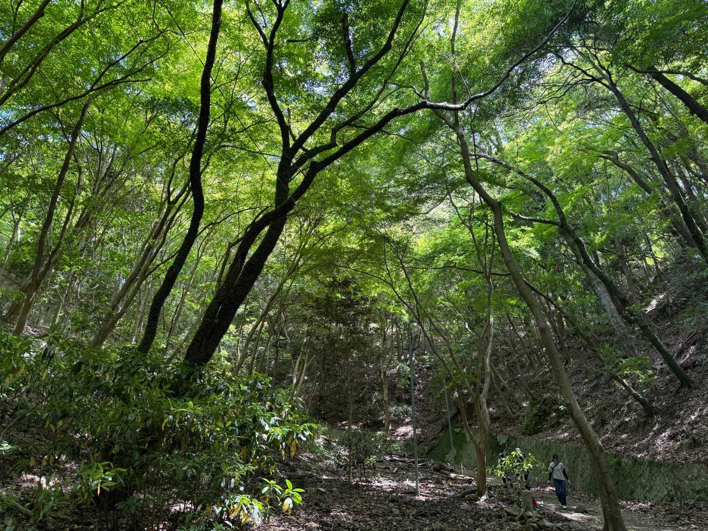 登山道は新緑のトンネル
