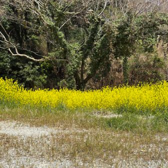 菜の花いいねえ