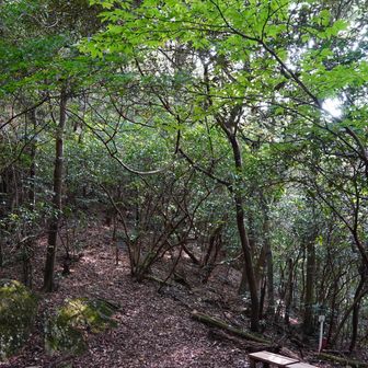 峠に到着🫡
虫の集りは少しは落ち着く😮‍💨