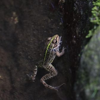 お山のトノサマガエルは結構デカイ！