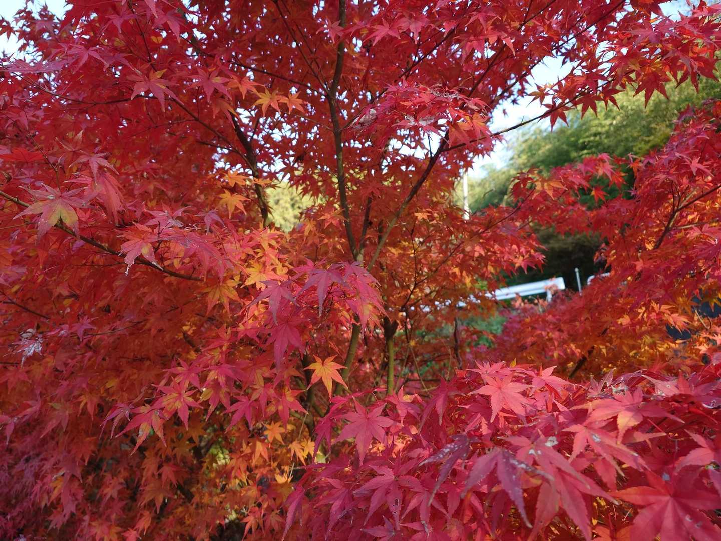 いきなりモミジ🍁