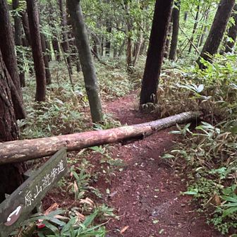 再度、同じ倒木箇所を通過⚠️