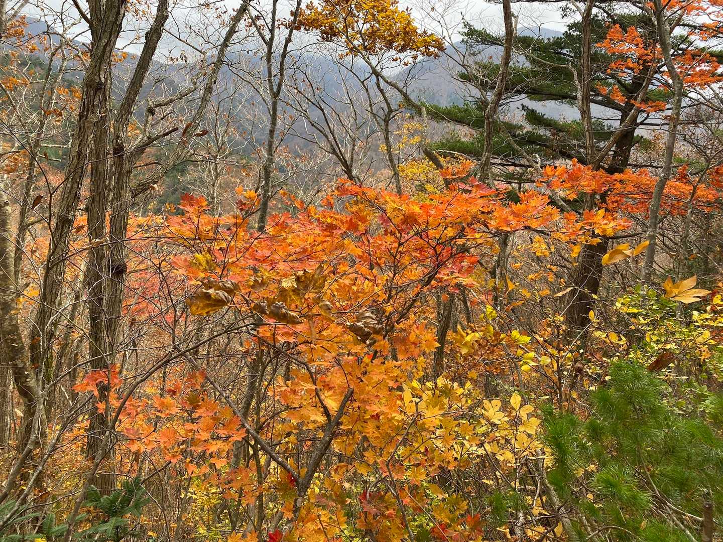 面白山 カモシカコース〜紅葉川 周回コースの写真