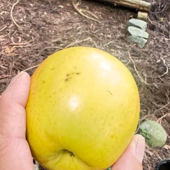 林檎🍎丸齧りしまーす
