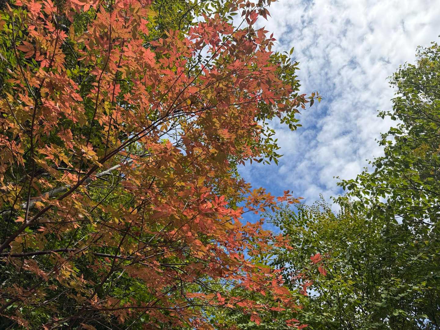紅葉