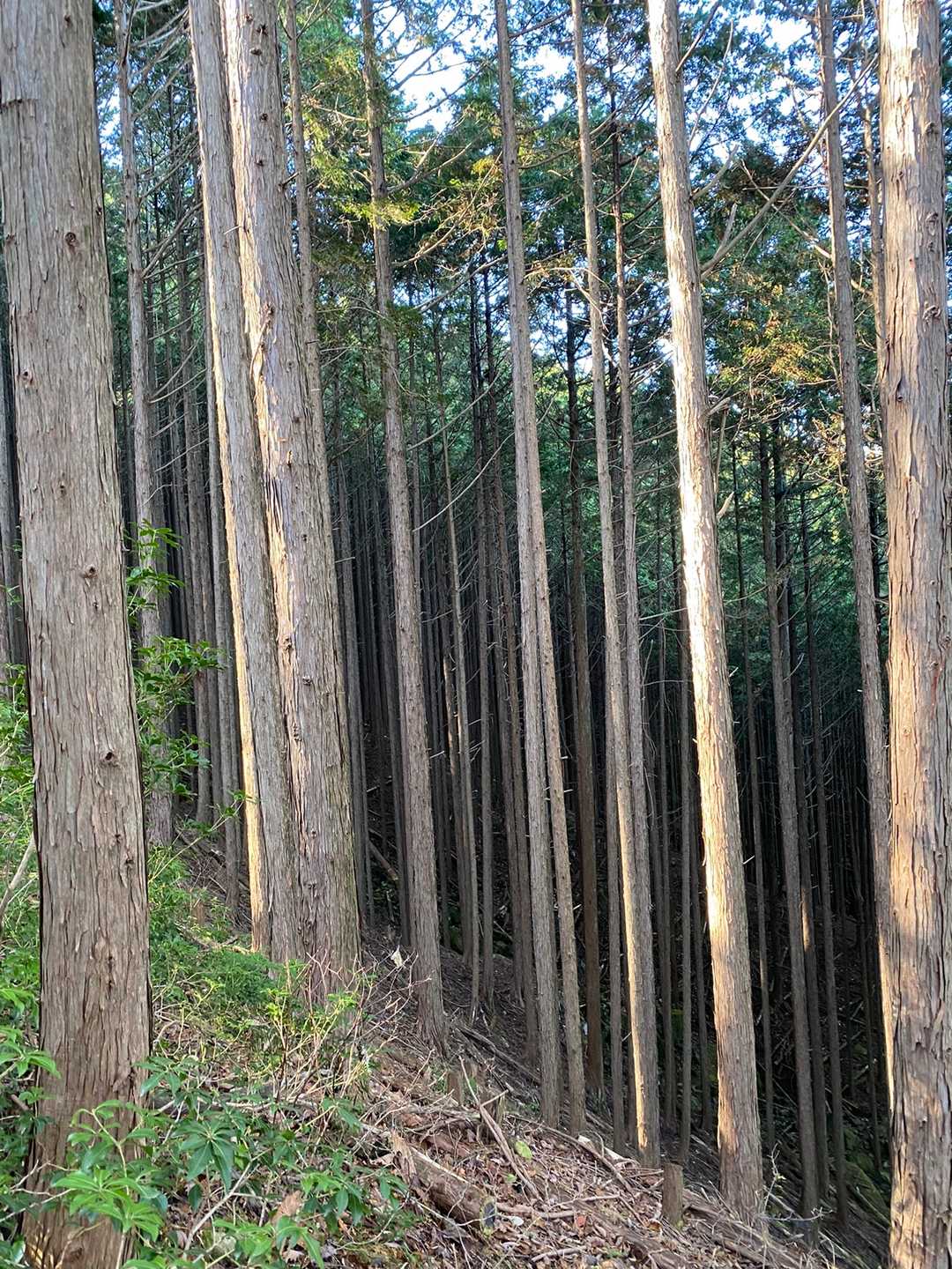 杉の植林帯！