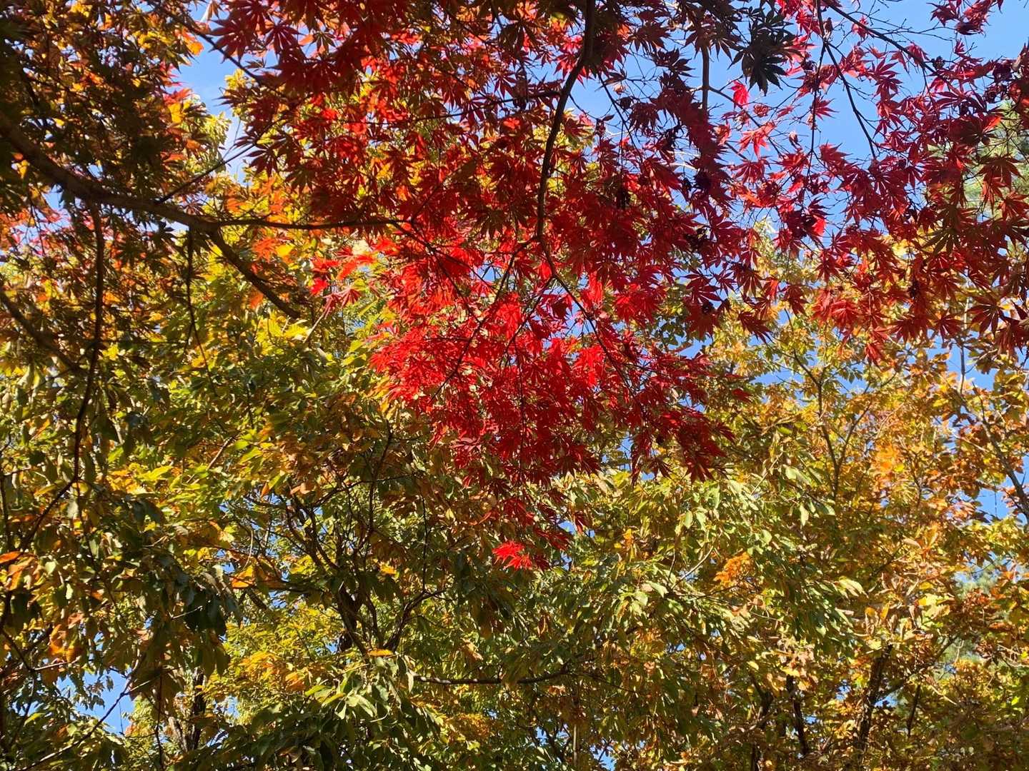 吾妻公園駐車場-吾妻山 往復コースの写真