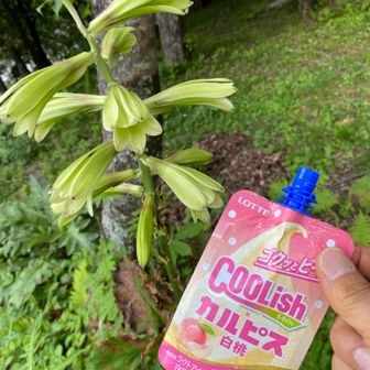 広河原にて。ウバユリを愛でながら。