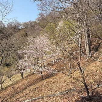 山頂近くなると桜もチラホラ🌸