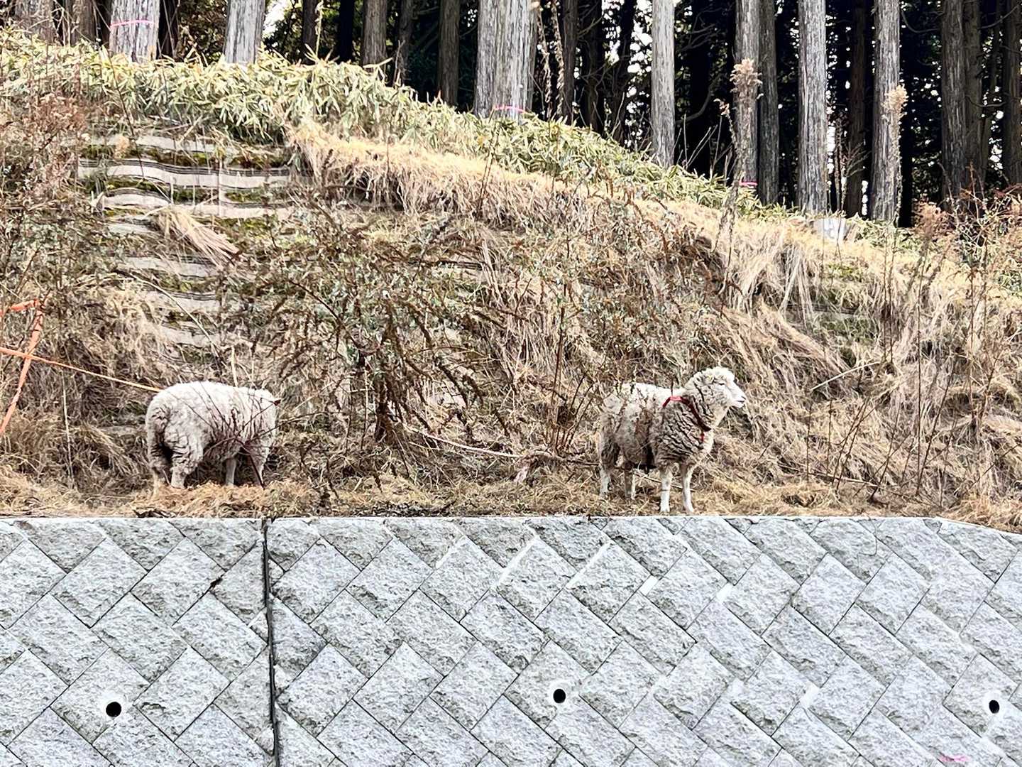 羊