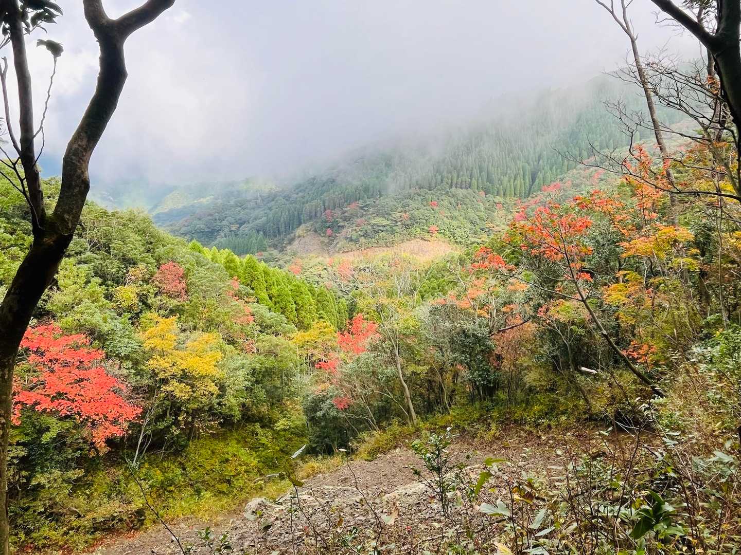 またまた斜面の紅葉🍁