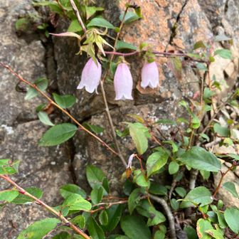 ホタルブクロと言うカワイイお花