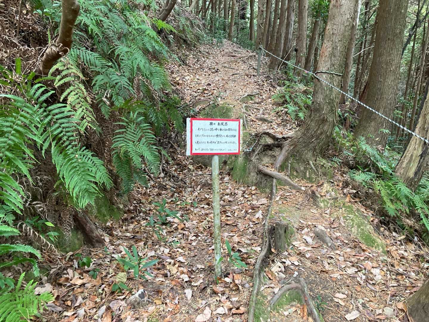 龍王山 往復コースの写真