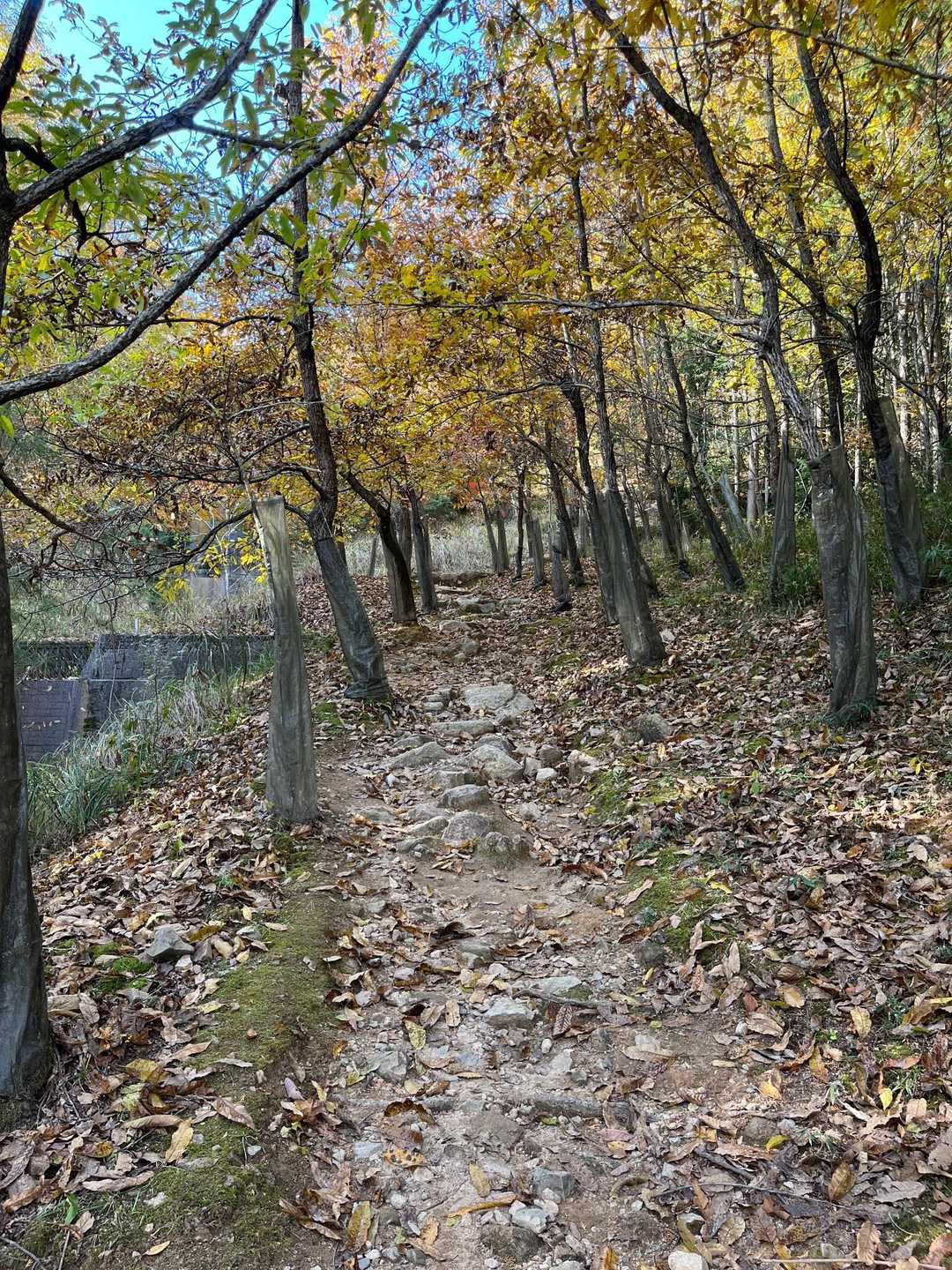 竹田城山 周回コースの写真