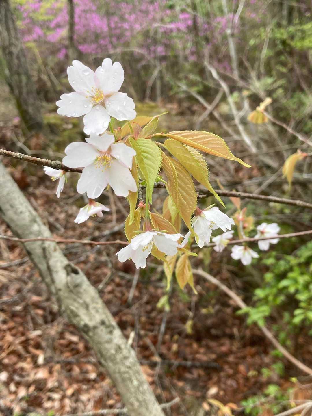 桜もいいね👍