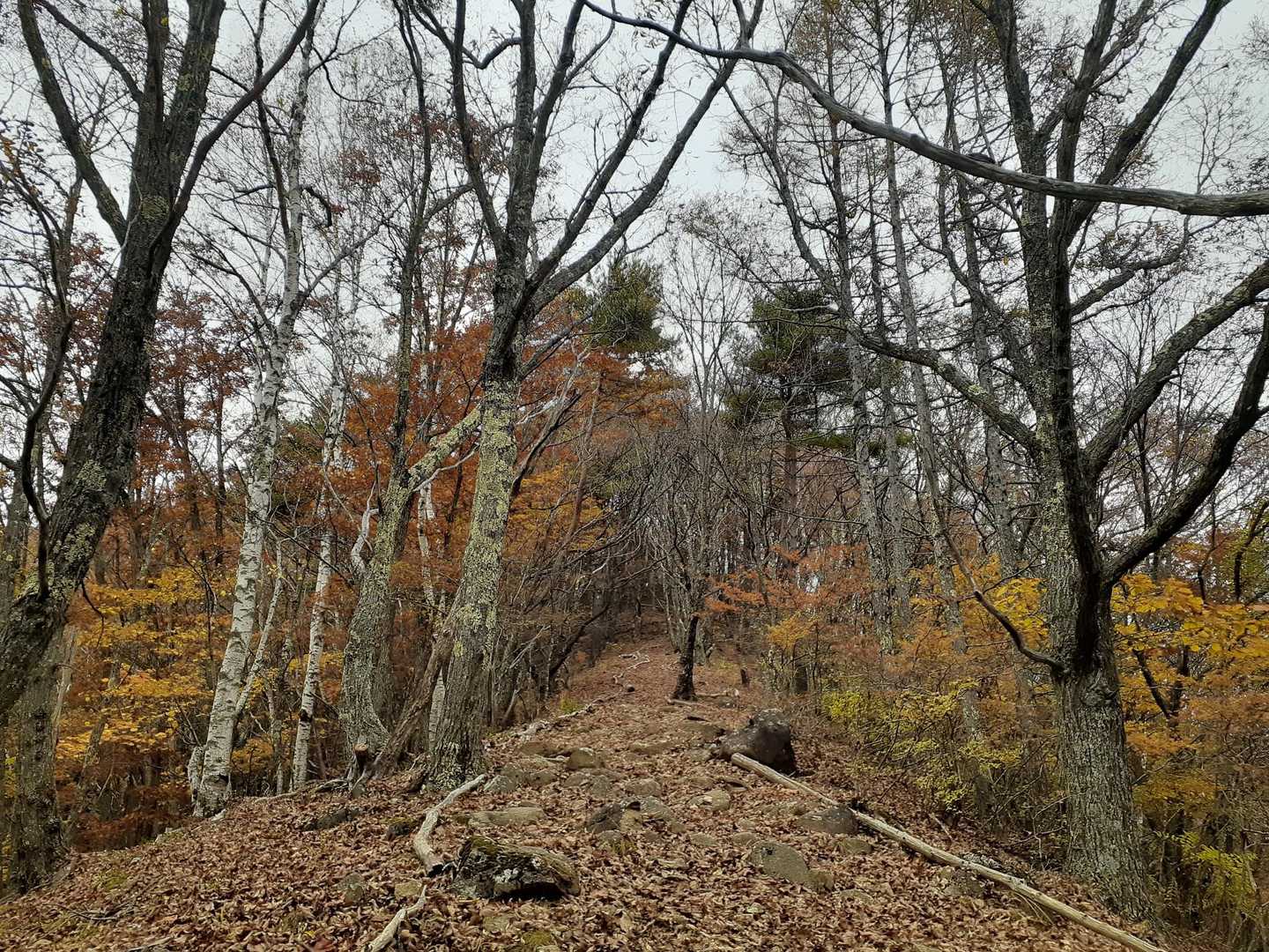 登山道の紅葉
もう少し早く来れば良かった😂