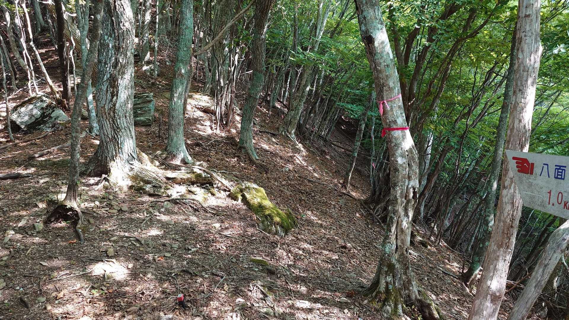 尾根直登ではなく右のトラバース道へ