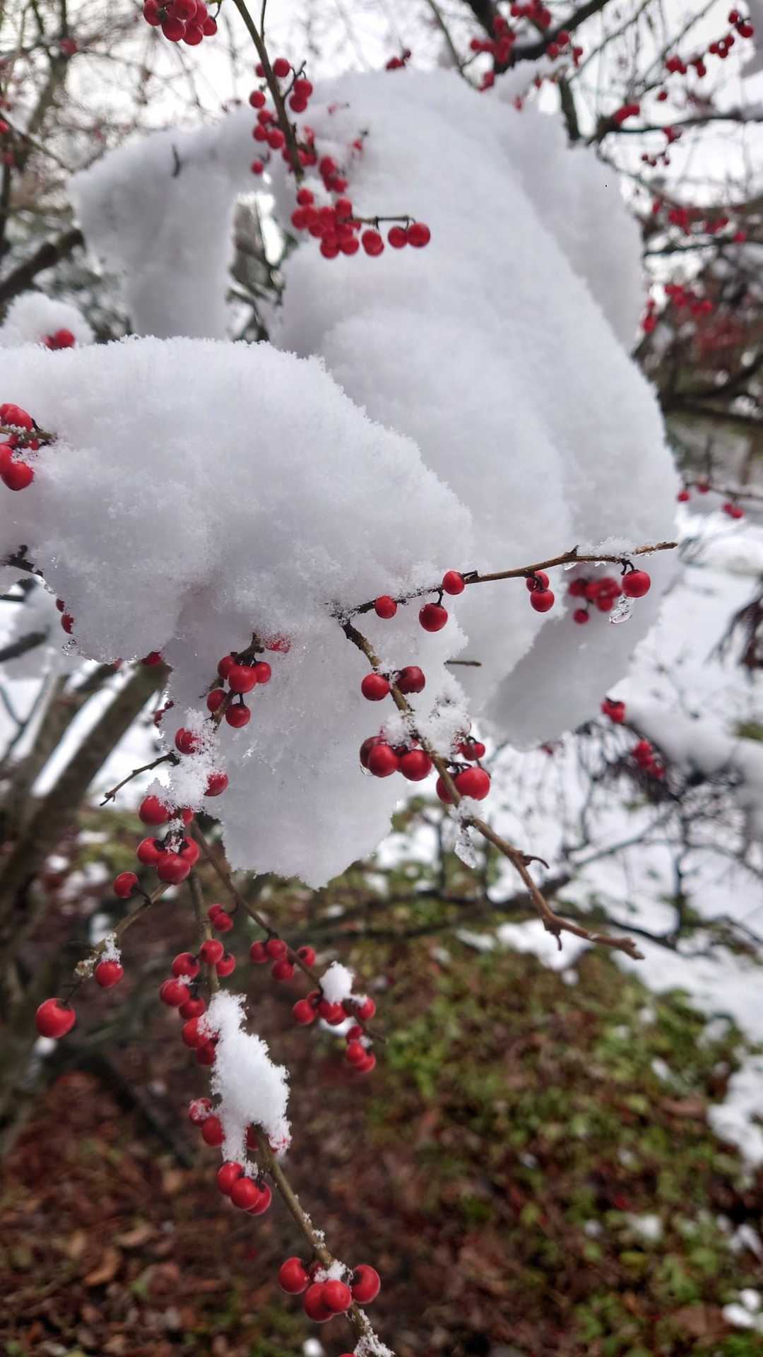 ベッちゃりと重い雪ですね☃