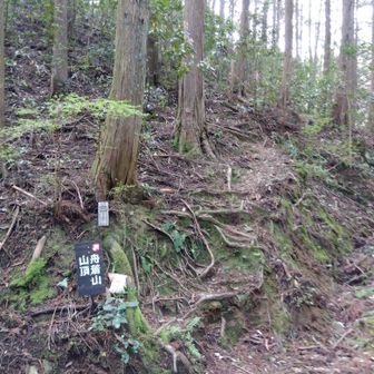 うっかり林道に誘導されそうになりますが、登り口です。