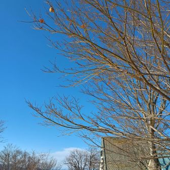 枝先にカマキリの卵
3〜4ｍくらい 雪積もる❓️
