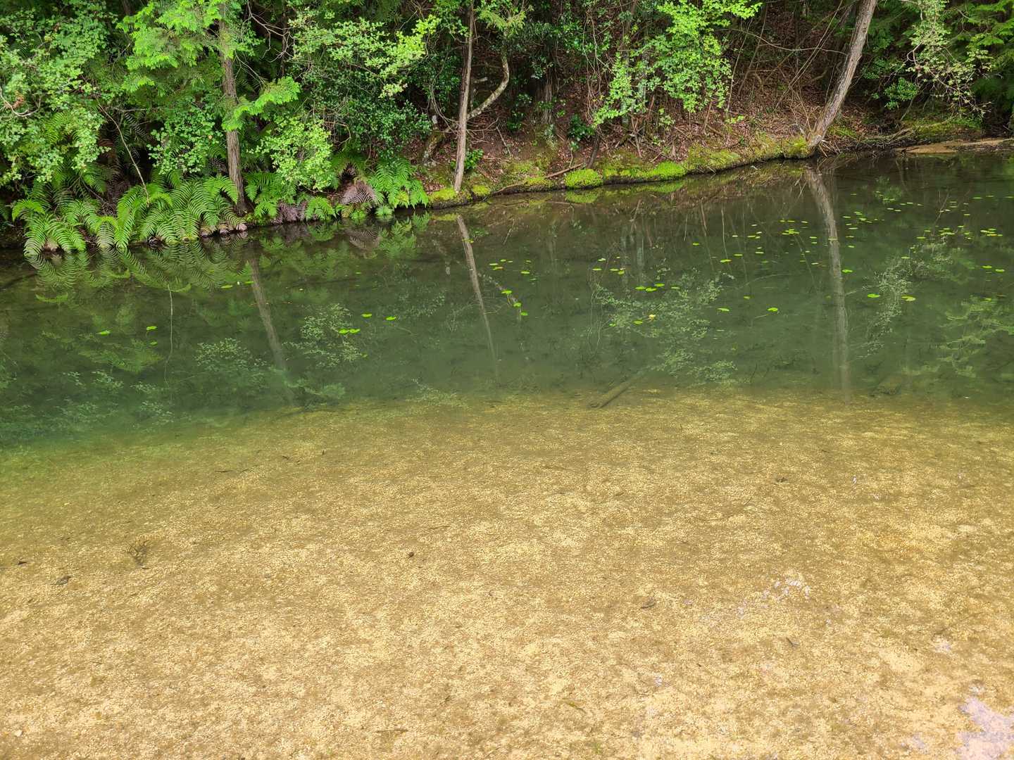一部でモネの池と呼ばれている