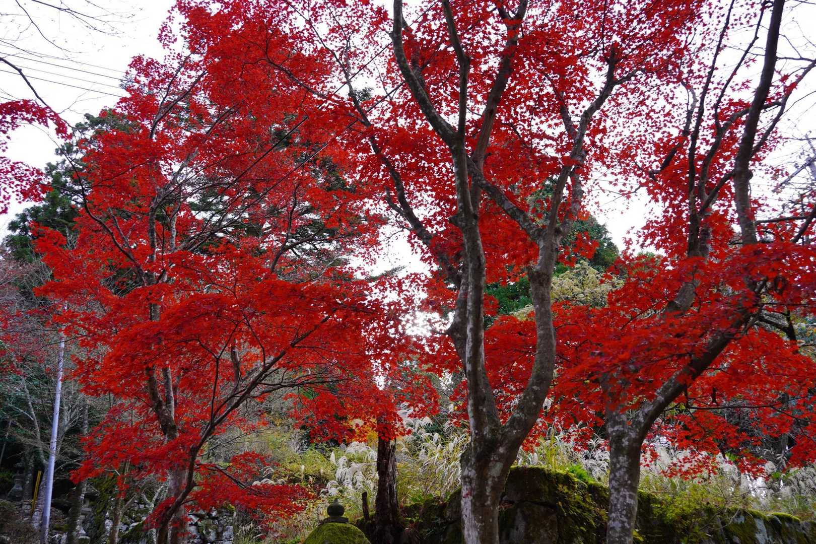 真っ赤🍁