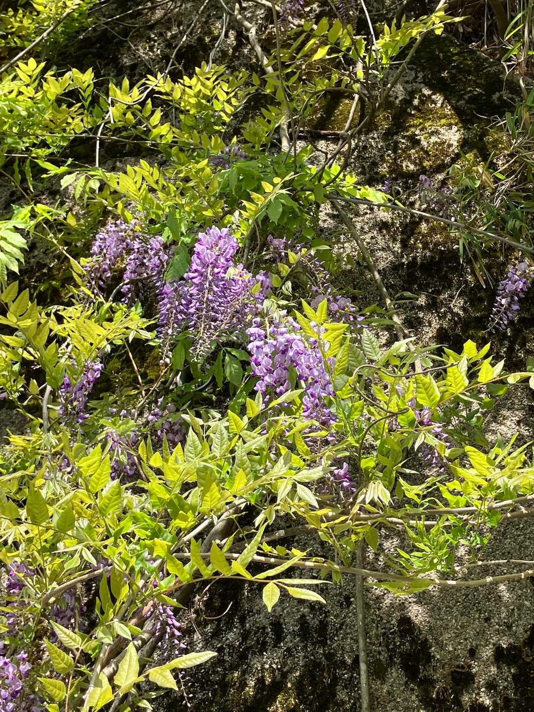 藤の花　甘い香り