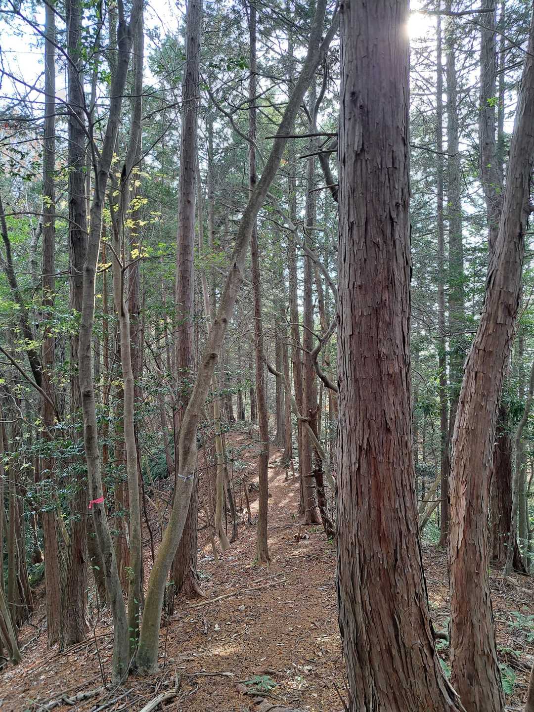 こっちだよ✨