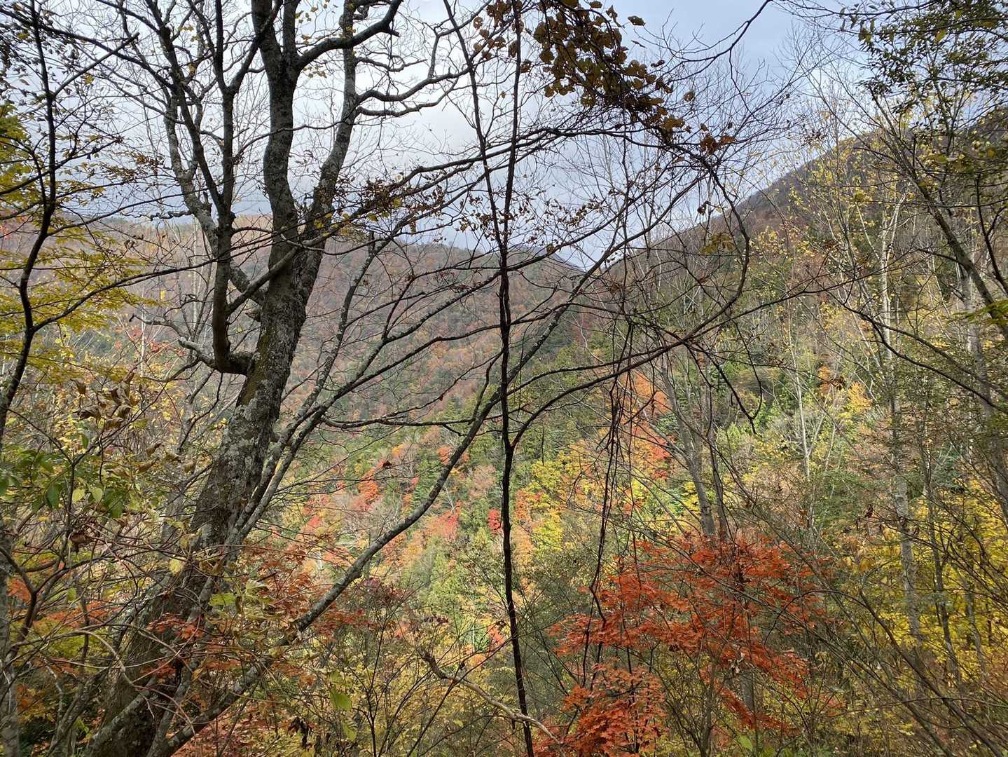青空が見えてきて　紅葉🍁が綺麗に
ただ　この後　本降りにあうことに😶‍🌫️
