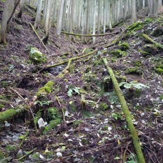 えっ！これ登山道？マップで確認するも合ってるようだが…（違ってました）
おかしいなと思いながらもしばらく登りマップを確認したらルートからそれていることに気付く💦