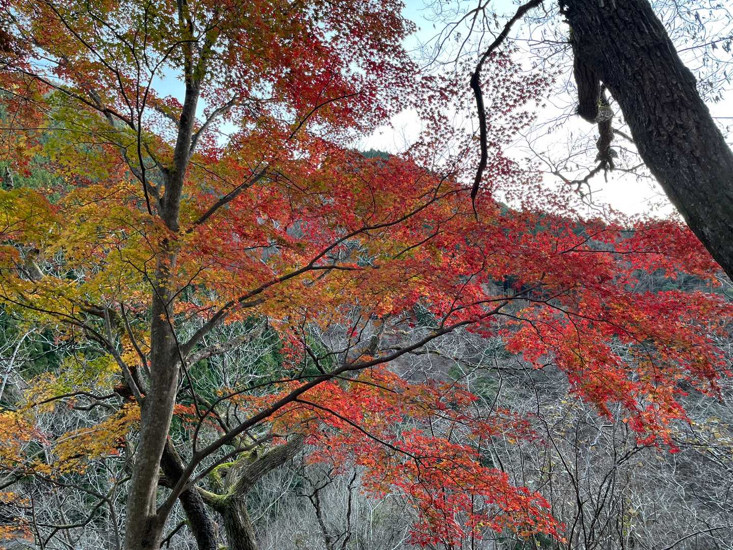 最後の紅葉🍁ですかね
