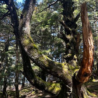 折れた枝も苔むしてて雰囲気あってかっこいい。