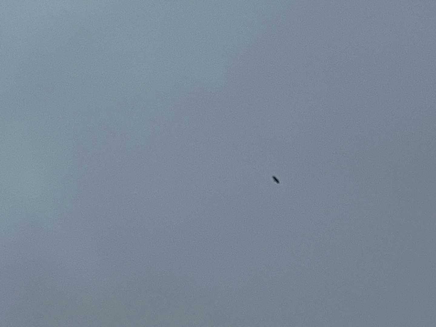 ひとりゆっくり歩いていて、ふと空を見上げる。
あれ？なんか2羽翔んでる、トビだろなぁ、でも一応観ておこう。
双眼鏡で覗いてみる。
ん？あれ？尾羽が白い場所あるし、
これはオジロワシでは〜⁉️
こんな所でこの時期にまさか猛禽に会えるとは
思わなかったので、大興奮です。
この旅行、幸せすぎる〜😆💫
