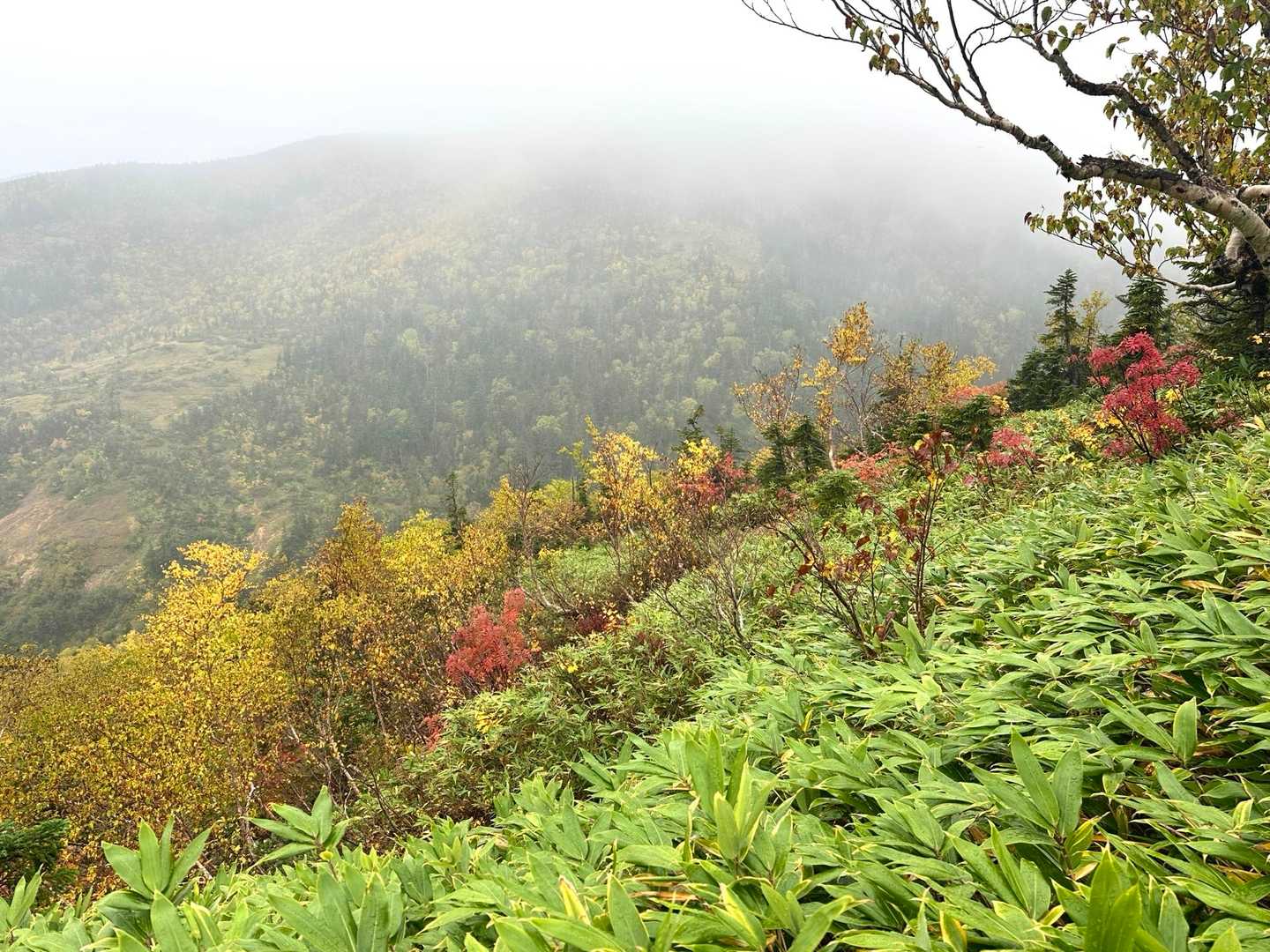 薬師岳登山口-五光岩ベンチ-アラスカ庭園-スイス庭園-祖父 縦走コースの写真
