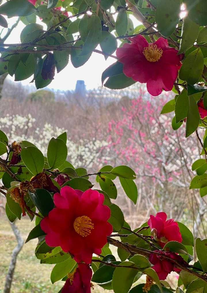 岡本梅林公園 保久良神社⛩️の梅🌸  / kinocoさんのモーメント