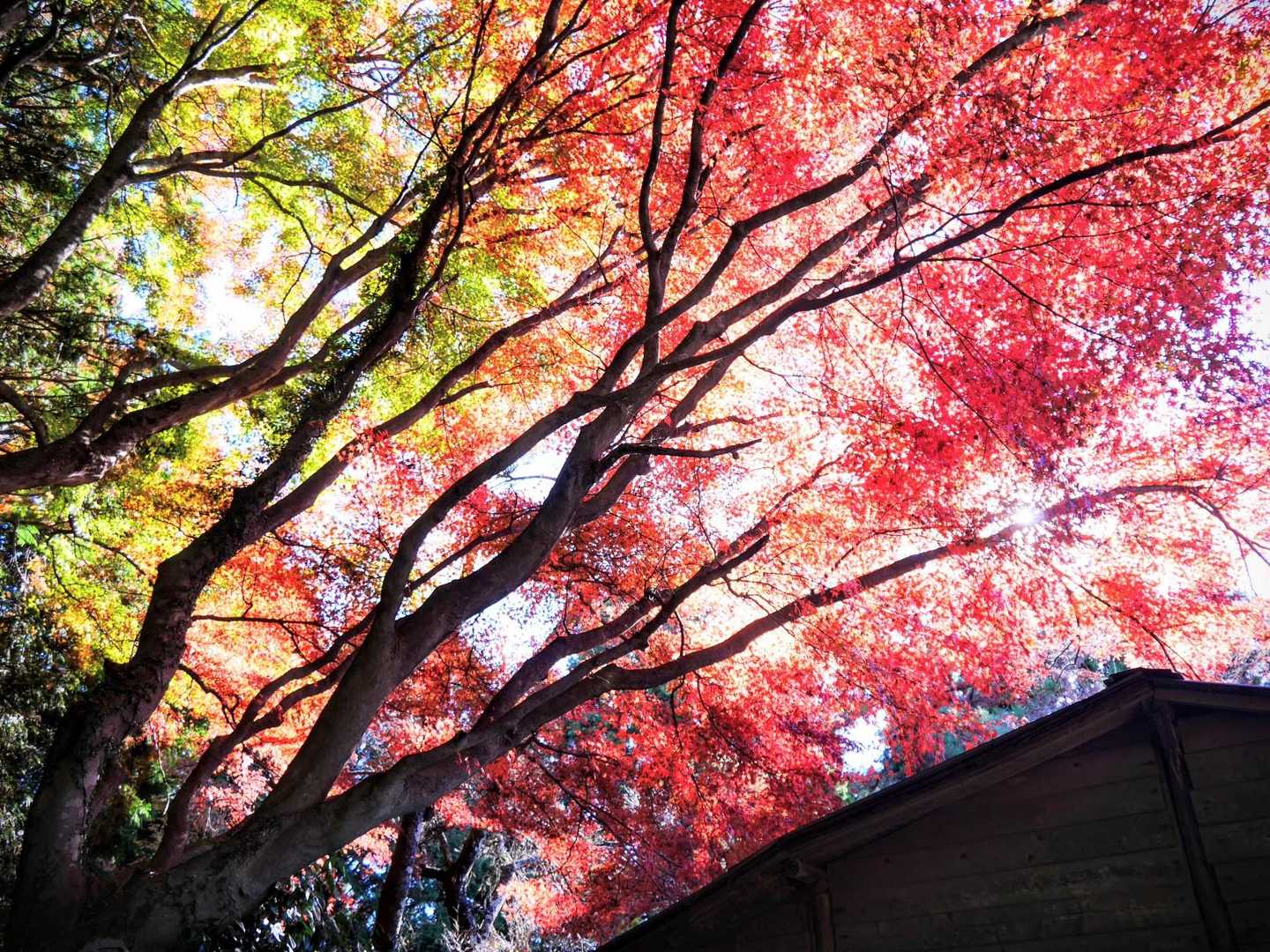奥高尾縦走コース（陣馬山-堂所山-景信山-小仏峠-城山-高尾山）の写真