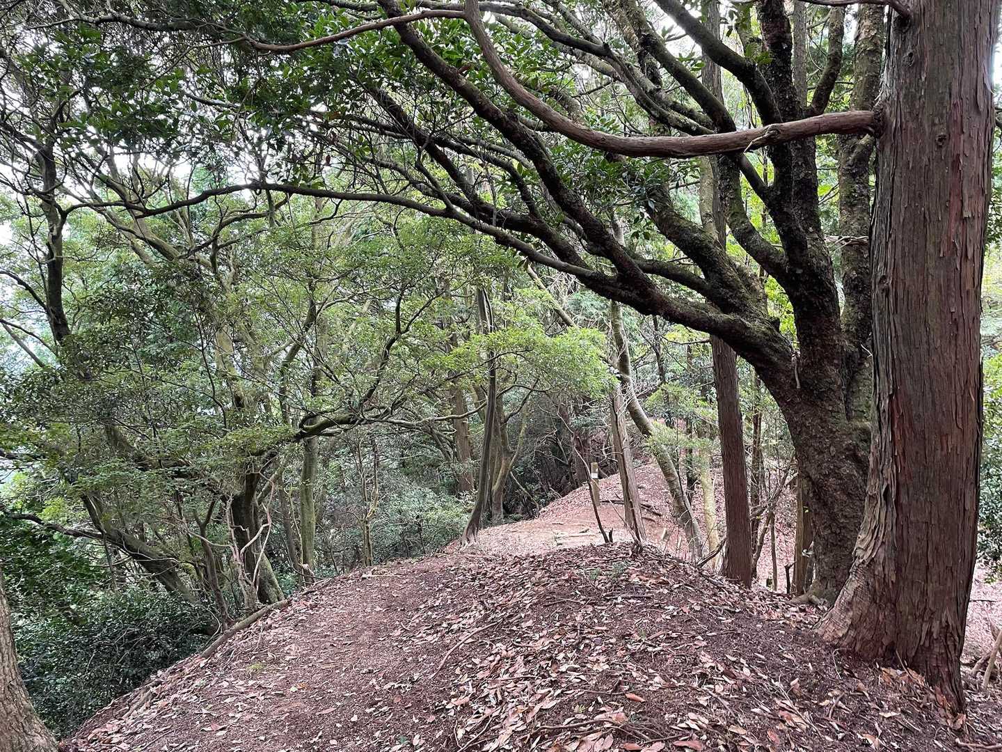 昔の人が歩いた東海道の道、歩きやすくて趣があります✨