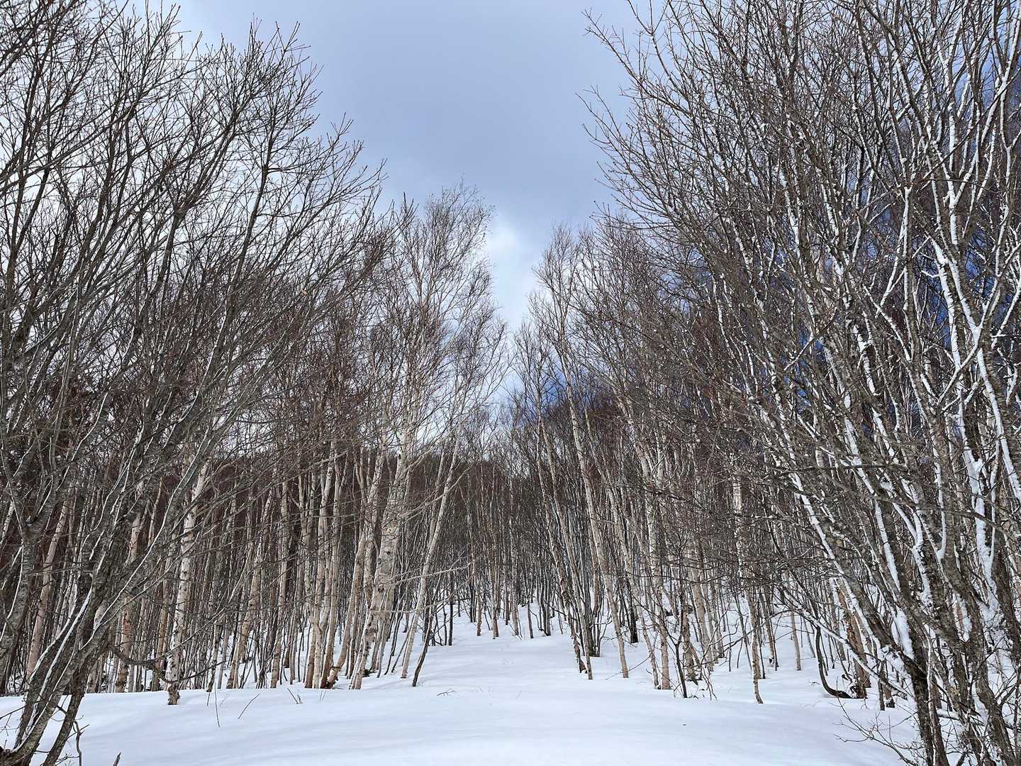 白樺道