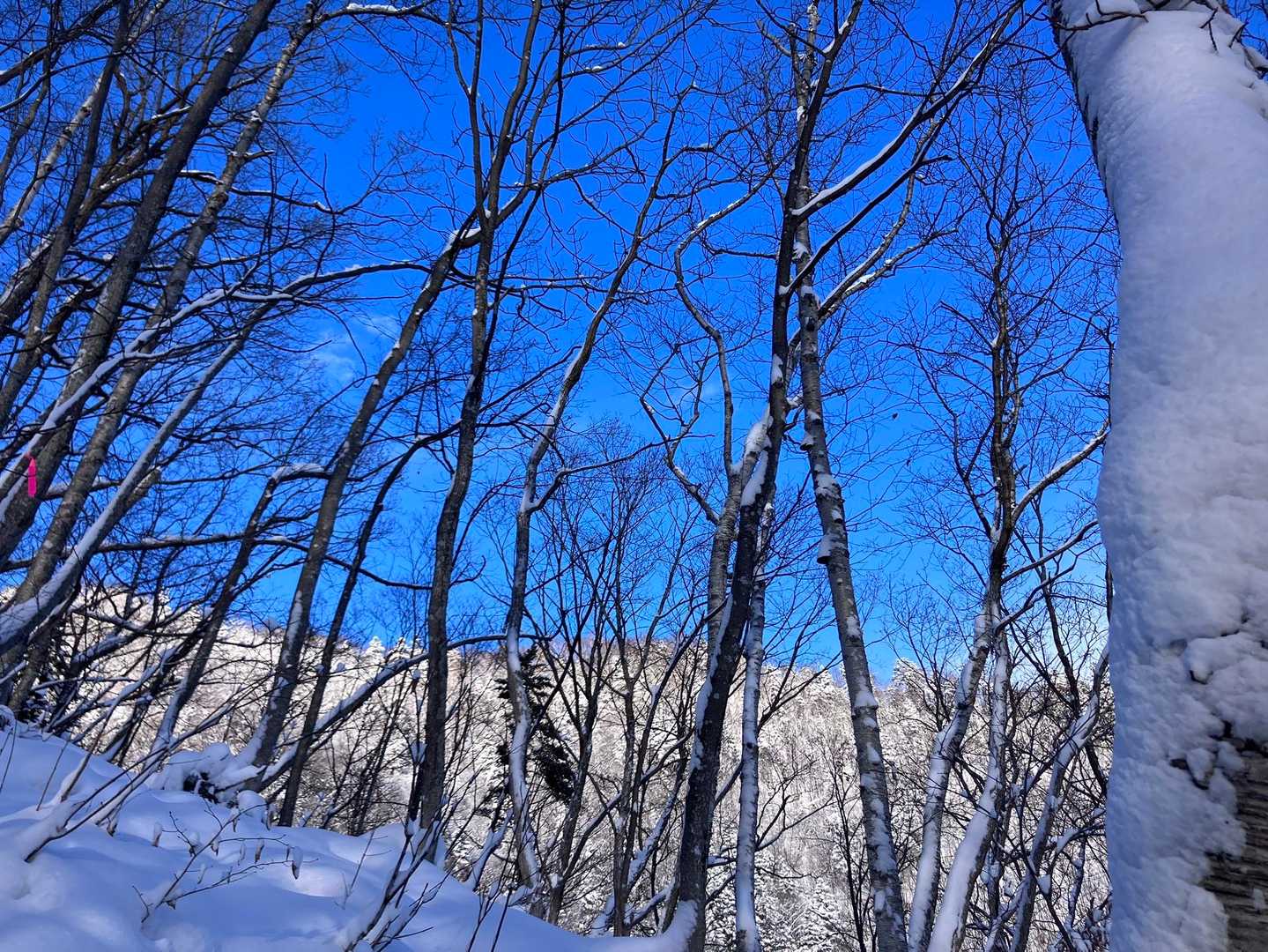 阿部山 往復コースの写真