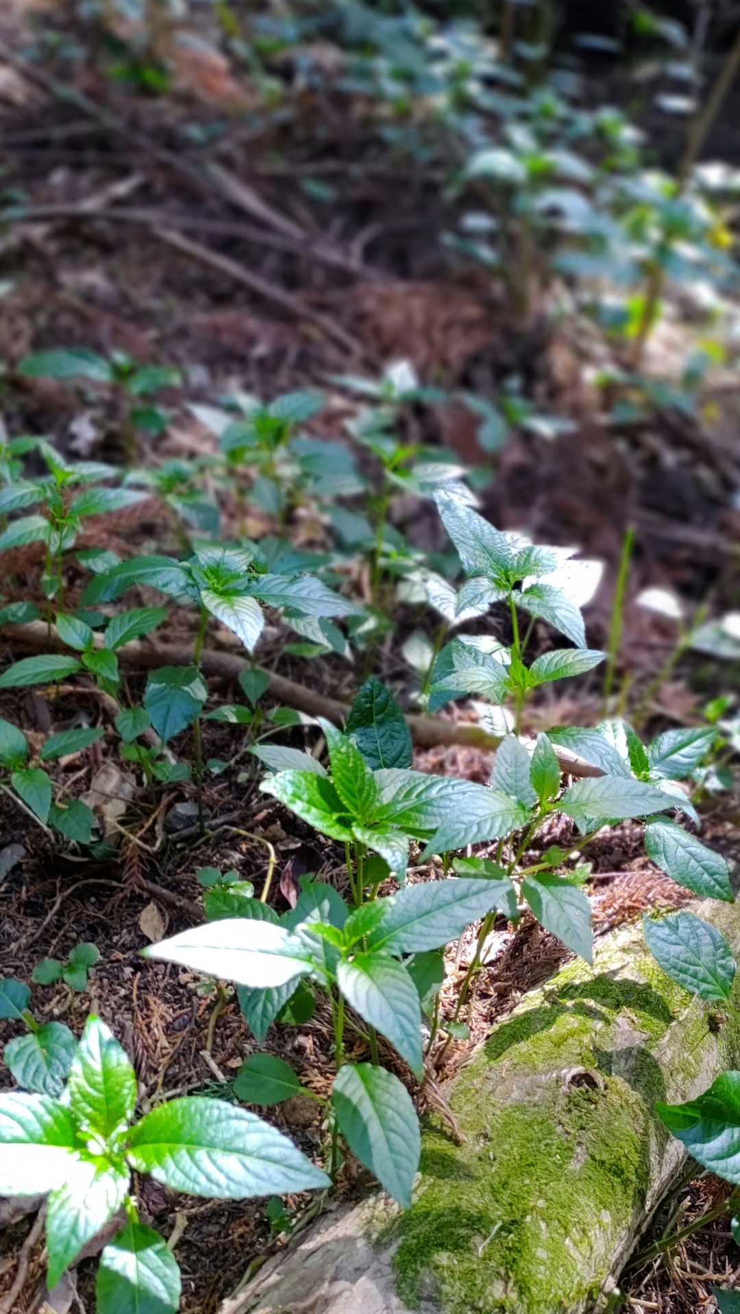 柔らかい新芽🌱