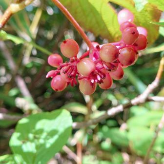 艶々ツヤツヤなグミ,美味しそう🤭
ん？ガマズミの実ですか?