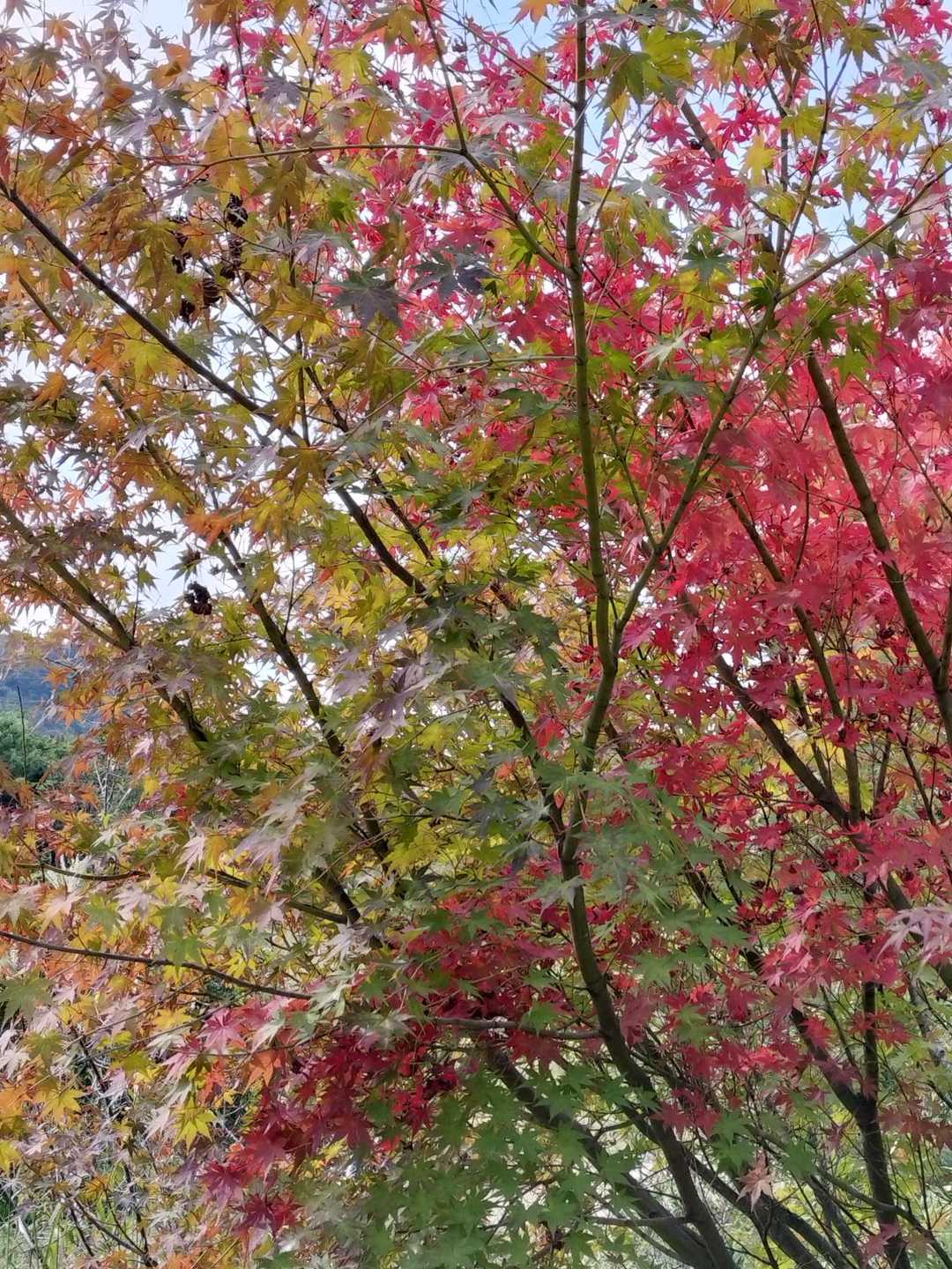 雨生山-金山 周回コースの写真