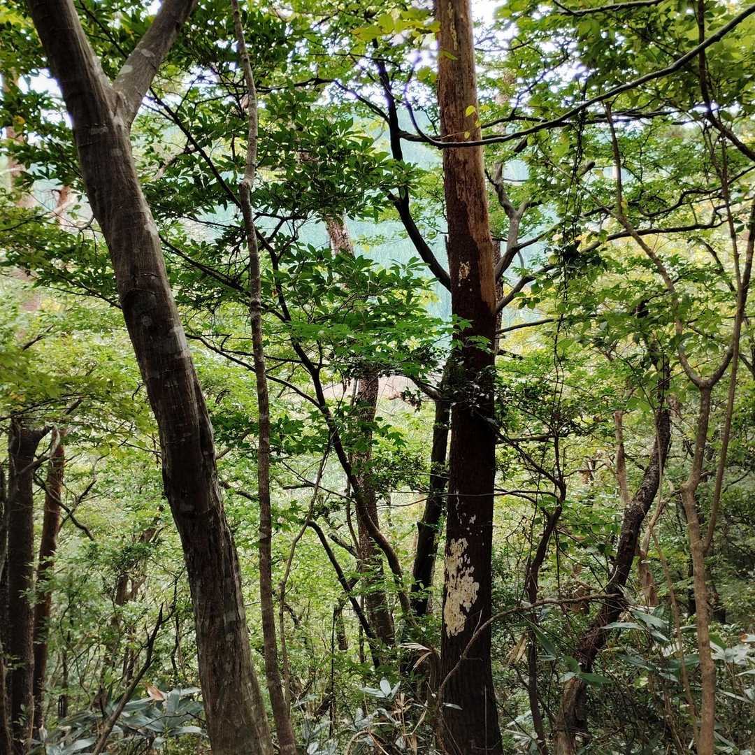 山の中はこんなにも綺麗✨️