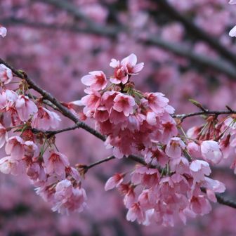 オカメザクラ(阿亀桜)🌸