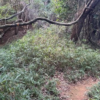 雁ヶ峰方面との分岐。
ここも右側に降りて行く。
