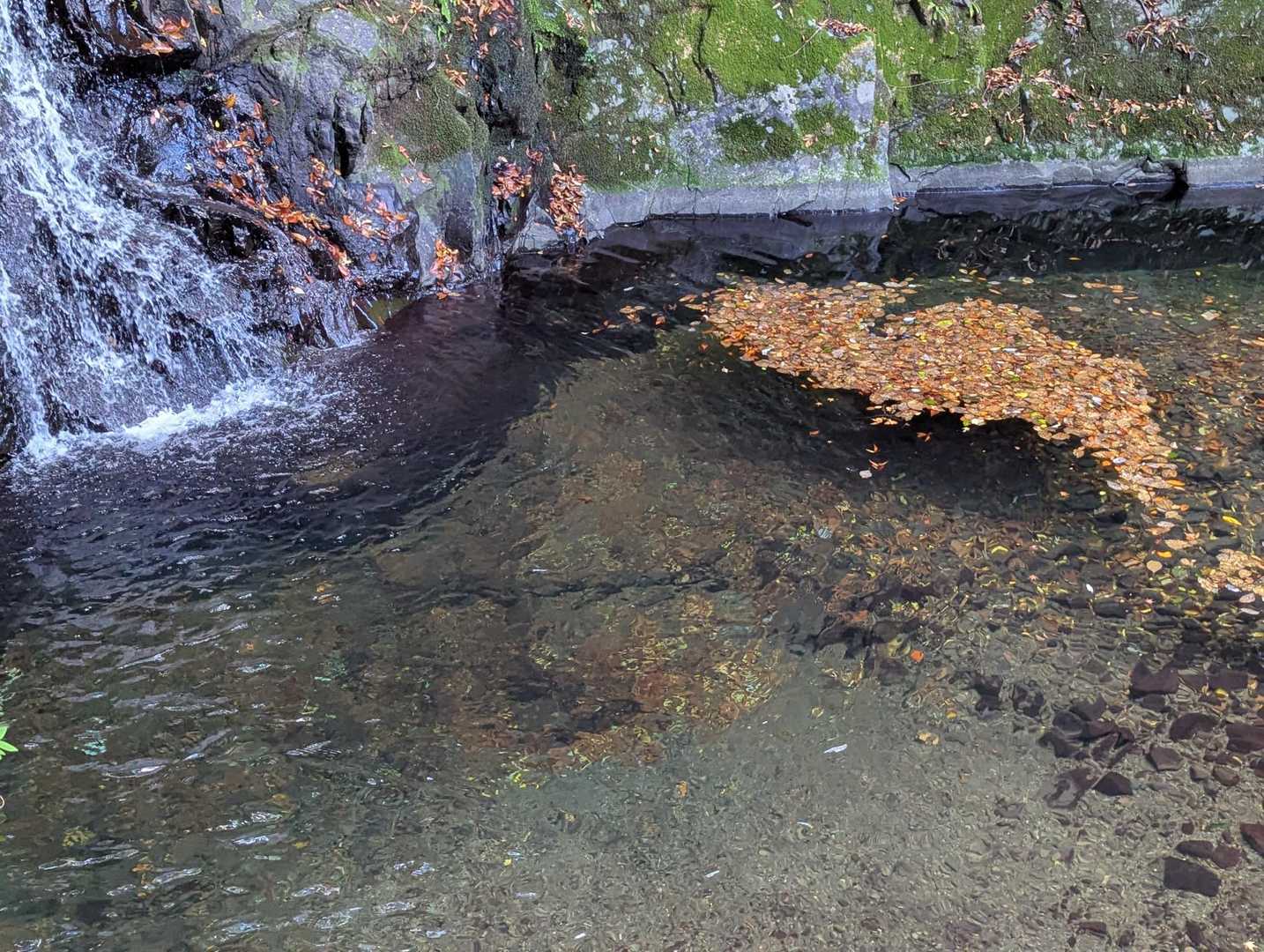 水が澄んでます✨️