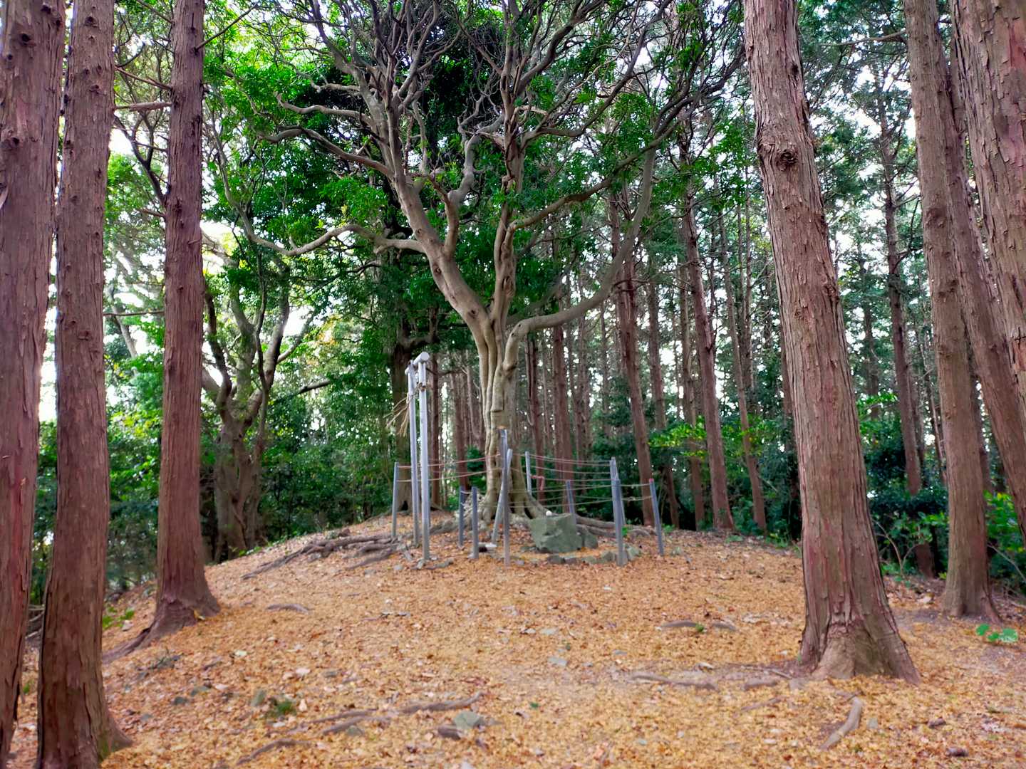 宮地山山頂
