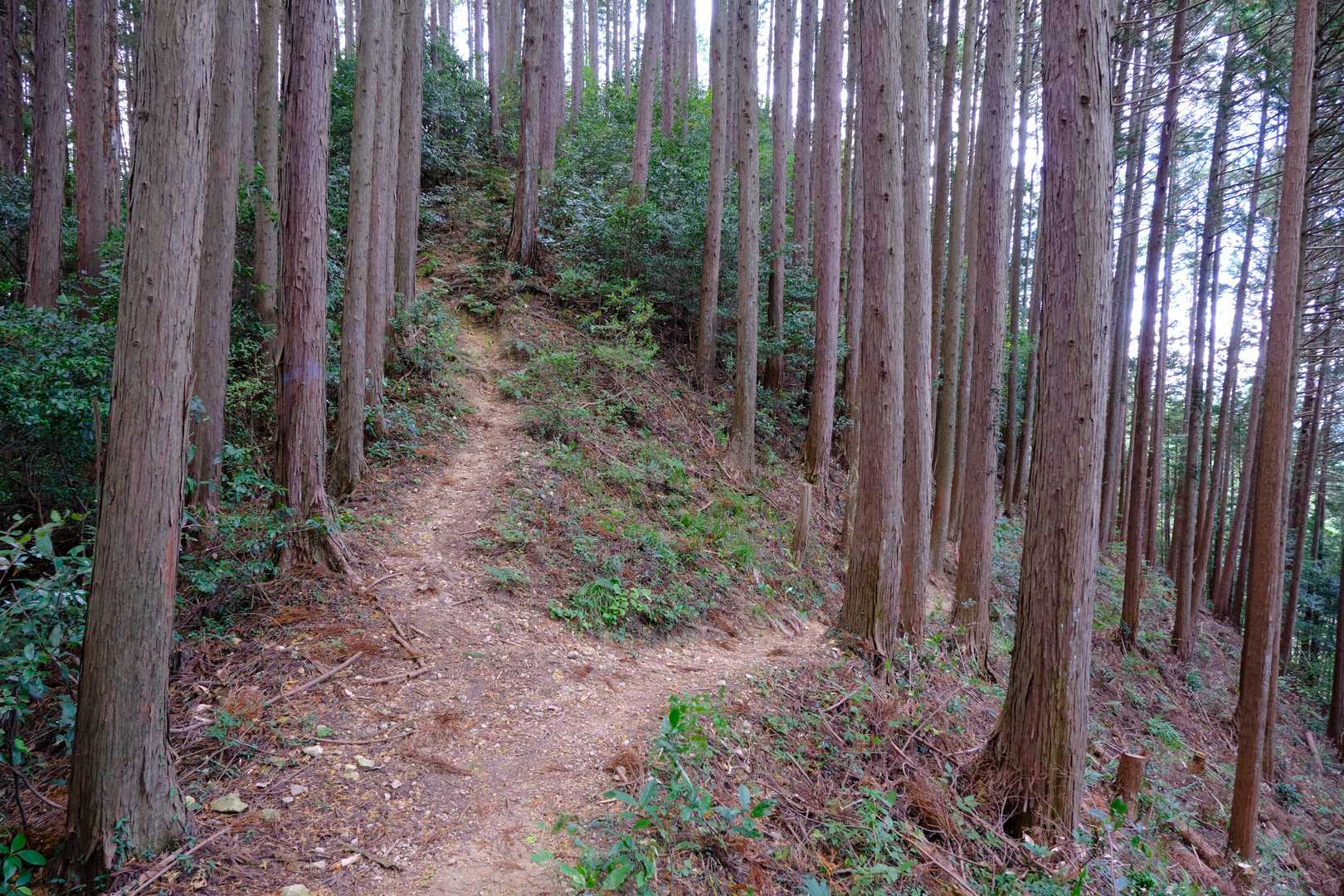 なお『天覚山』から後述の『前坂』までの稜線上では、小ピークを直登する道とそちらを巻く道への分岐点が何度か現れるが、いずれもどちらの道へ進んでも問題ないようだ。