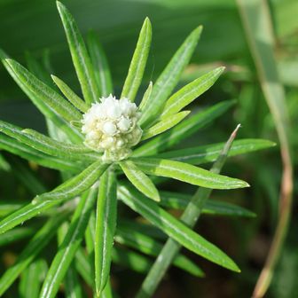 咲き始めのホソバノヤマハハコ
8月には登山道はヤマハハコロードになります
追い抜いて行ったお２人も休憩されていましたが、ピストンて下山のようでした
私は周回で下山です