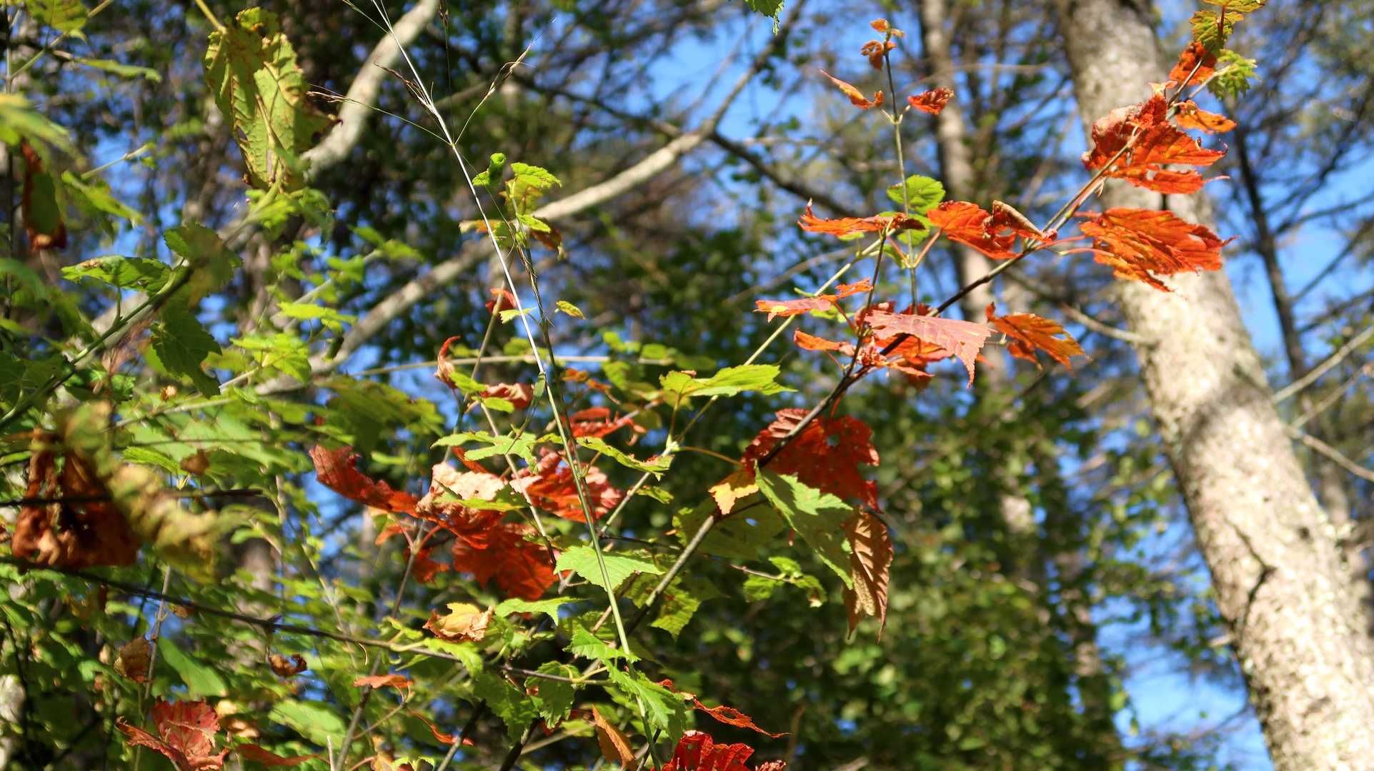 紅葉はこう少し先